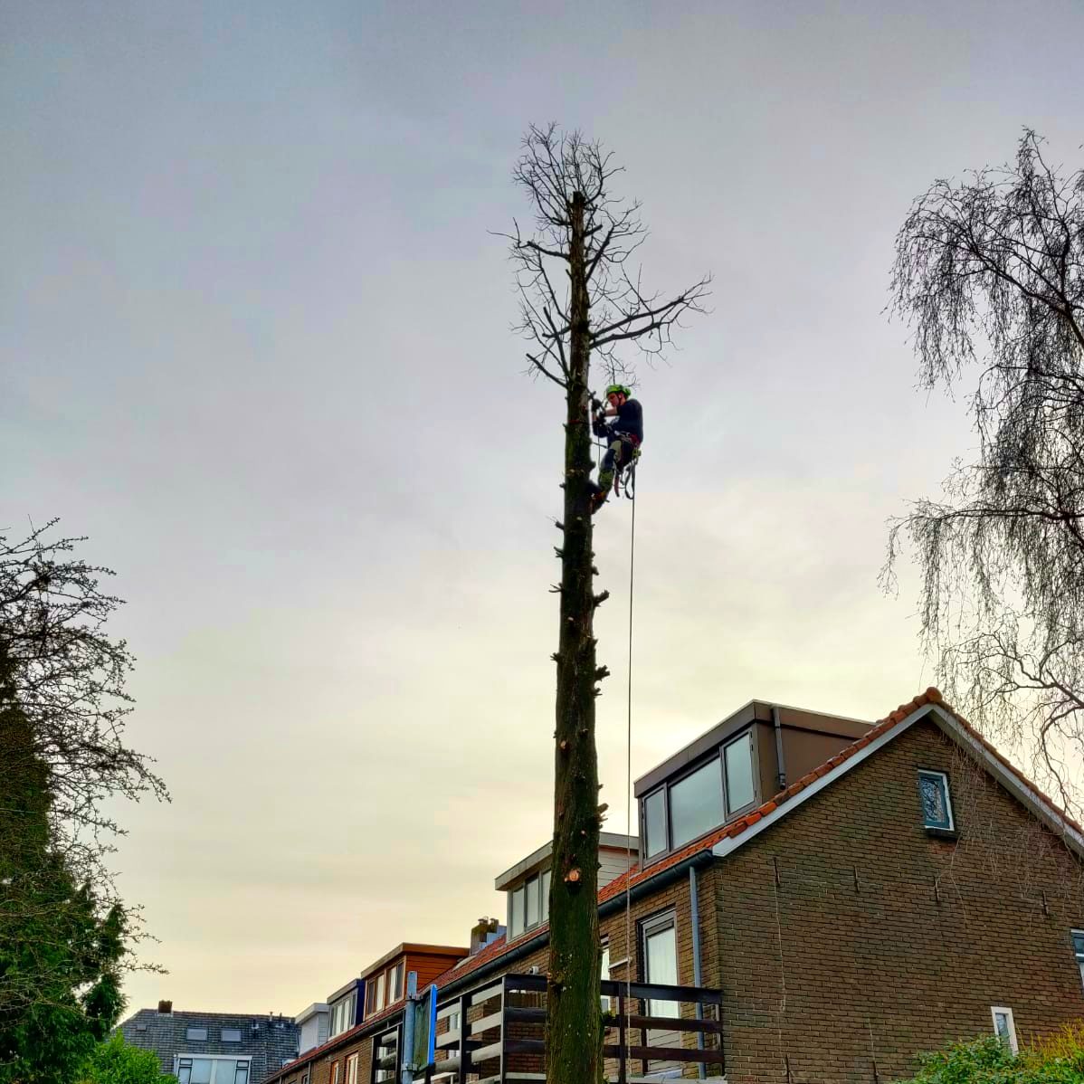 Metasequoia Glyptostroboïdes met wortelrot, Alphen aan den Rijn