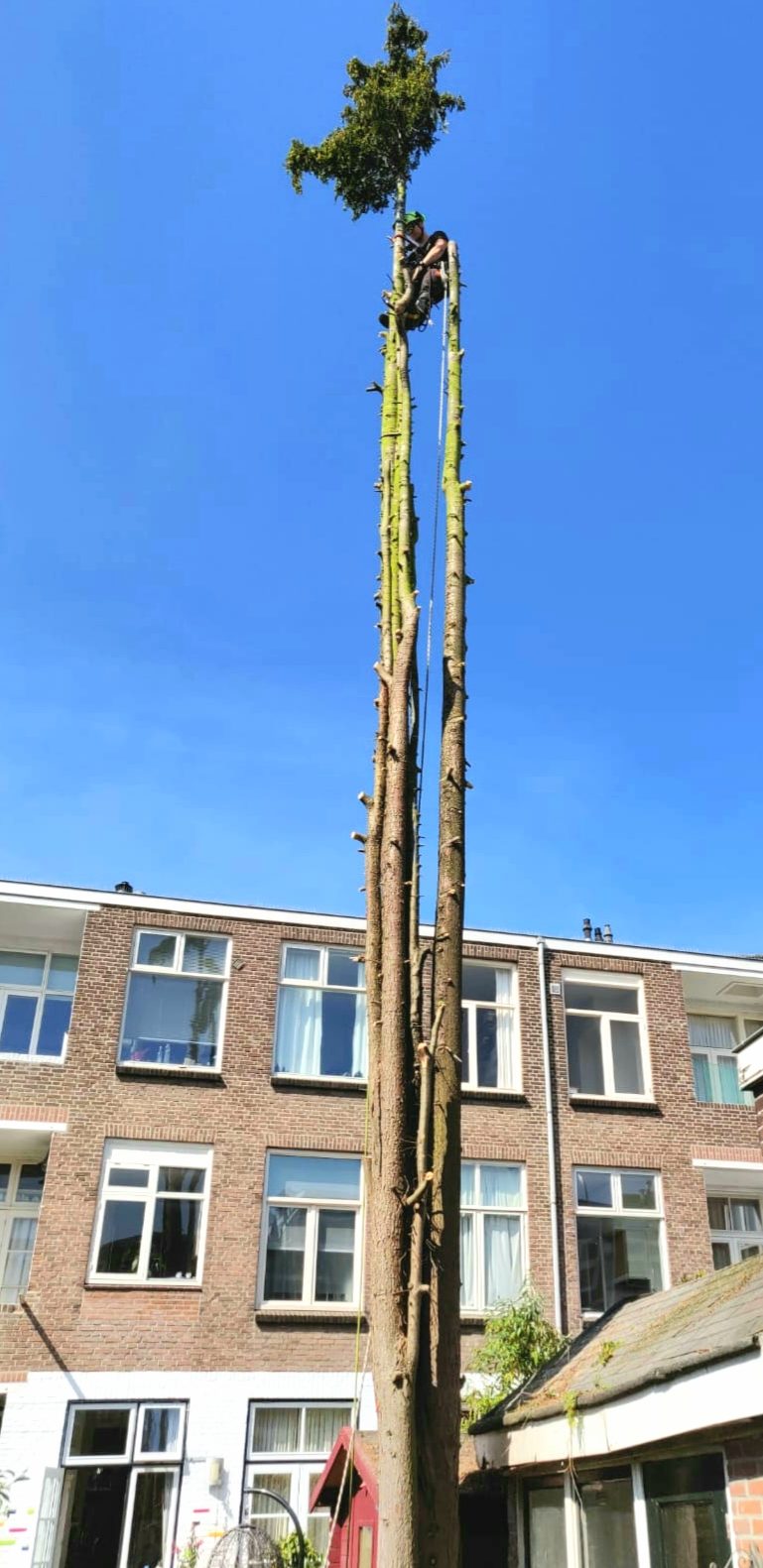 Conifeer Den Haag